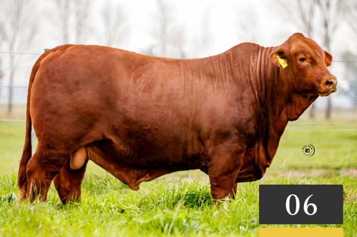 LOTE 6 - Tres Cruces Cambiazo 1670 -FIV