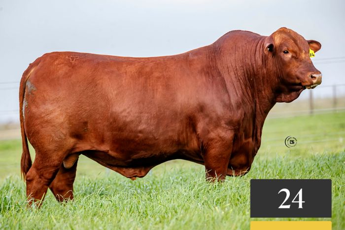 LOTE 24 - Tres Cruces Facundo 1484