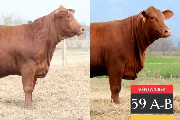 LOTE 59 - A Casualinas Pirayú 256 - B Casualinas Viamonte F168