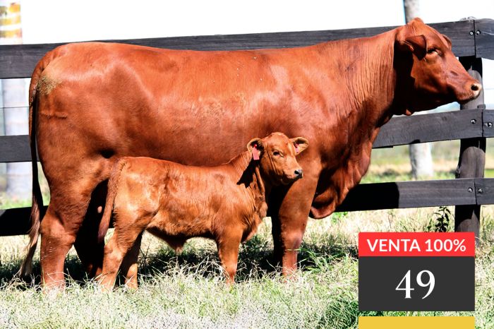 LOTE 49 - Tres Cruces IS Cautivo 9261 -FIV