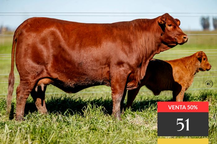 LOTE 51 - Tres Cruces Porto Alegre 9313