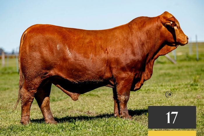LOTE 17 - Tres Cruces Cautivo 1618 -FIV