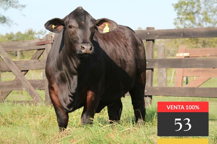 LOTE 53 - Montelindo Mayú 183 -FIV