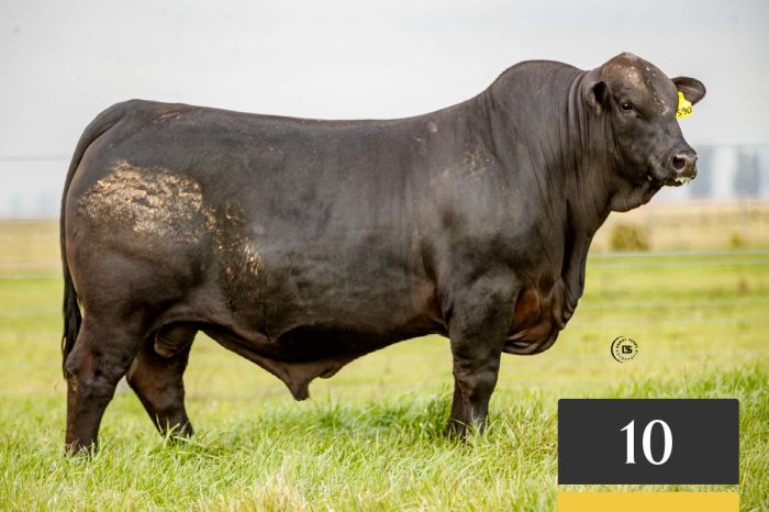 LOTE 10 - Tres Cruces Felipe 1590