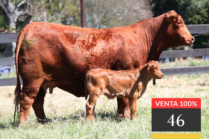 LOTE 46 - Ita Siri Hemingway 425 -T/E-