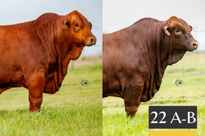 LOTE 22 - A Tres Cruces Capitán Sarmiento 1724 -FIV - B Tres Cruces Sorpresa 1658 -FIV