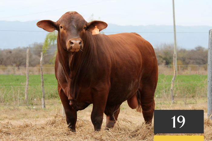 LOTE 19 - Casualinas Nando 161 -FIV