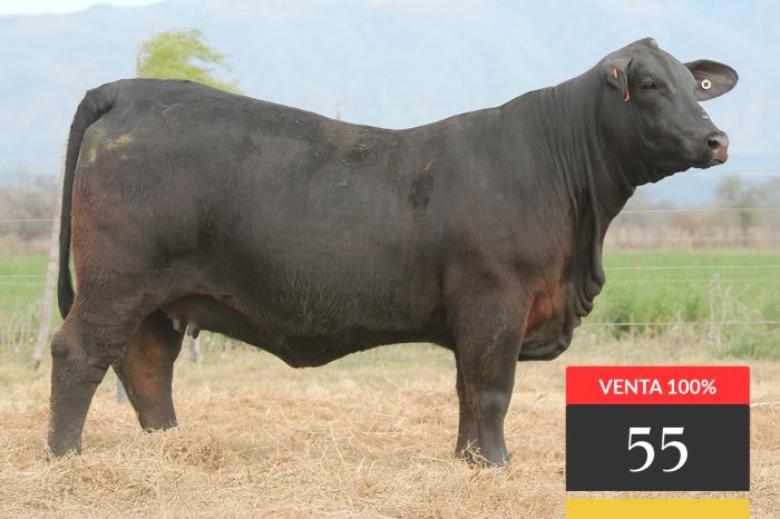LOTE 55 - Tres Cruces LC Turbo 20 -FIV