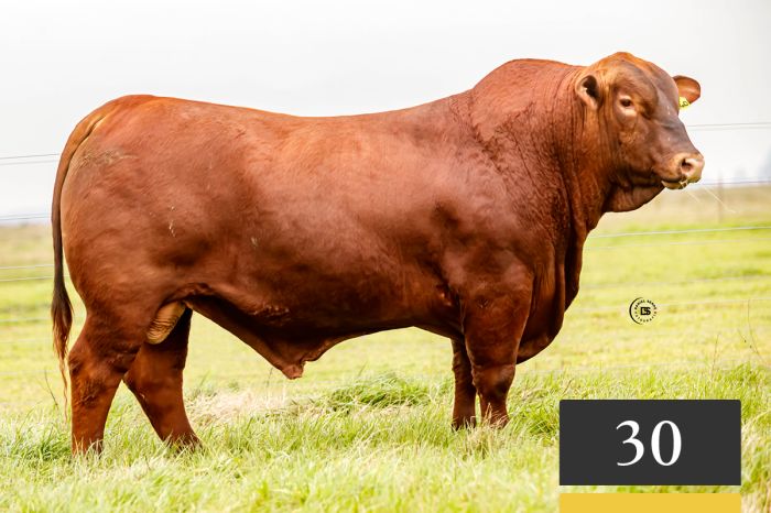 LOTE 30 - Tres Cruces Galán 1440