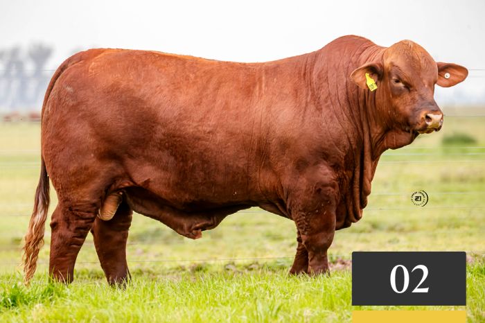 LOTE 2 - Tres Cruces Sorpresa 1700 -FIV "SALVADOR"