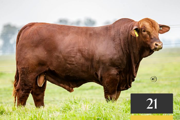 LOTE 21 - Tres Cruces Sorpresa 1730 -FIV