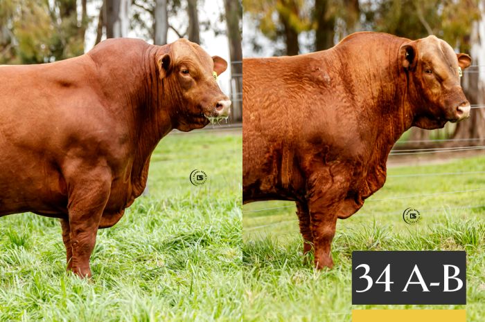 LOTE 34 - A Tres Cruces Algarrobo 1478 - B Tres Cruces Algarrobo 1492