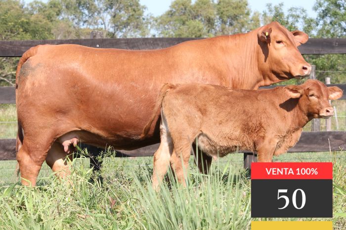 LOTE 50 - Montelindo Capitán Sarmiento 141