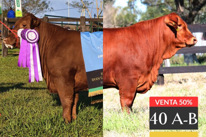 LOTE 40 - A Tres Cruces Sorpresa 9723 -FIV - B Tres Cruces IS Viamonte 9739 -FIV