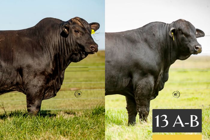 LOTE 13 - A Tres Cruces Felipe 1612 - B Tres Cruces Felipe 1616