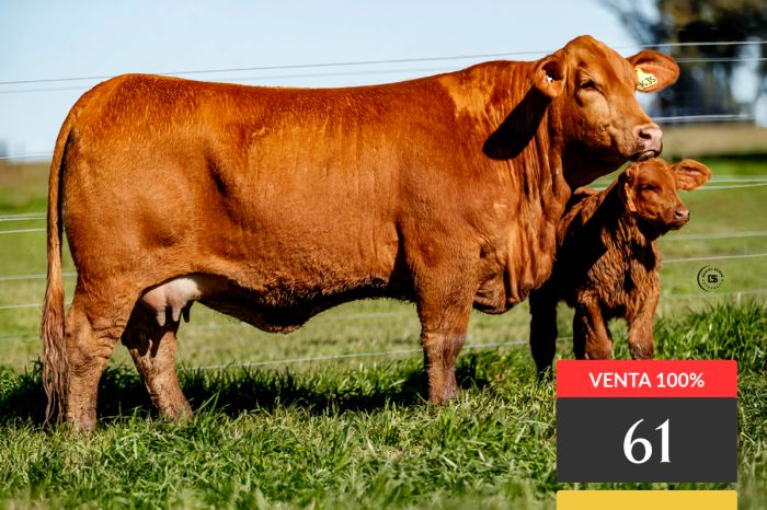 LOTE 61 - Tres Cruces Hemingway 9435 -FIV