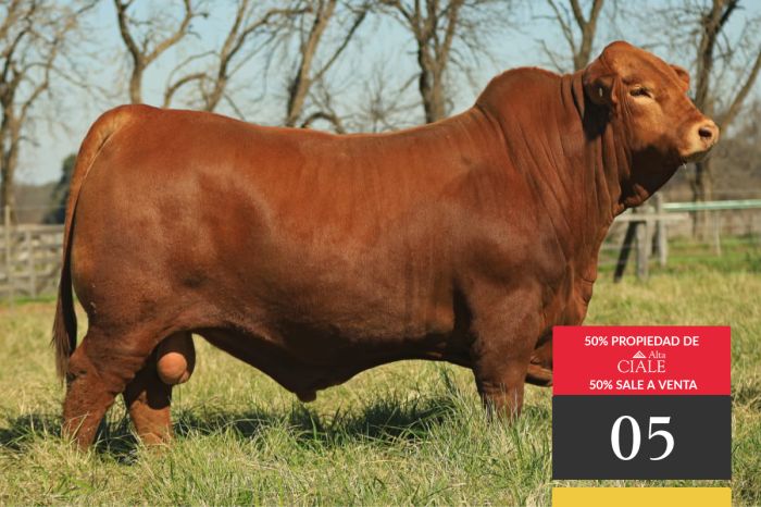 LOTE 5 - Tres Cruces Cambiazo 1728 -FIV "CÁNDIDO"