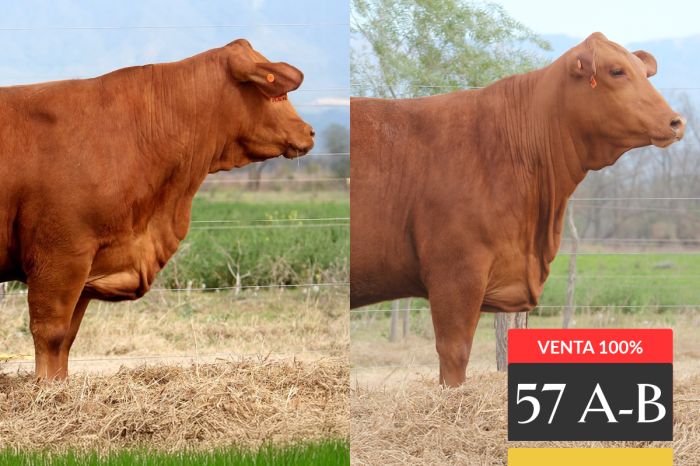 LOTE 57 - A Tres Cruces LC Viamonte 26-FIV - B Tres Cruces LC Viamonte 22 -FIV