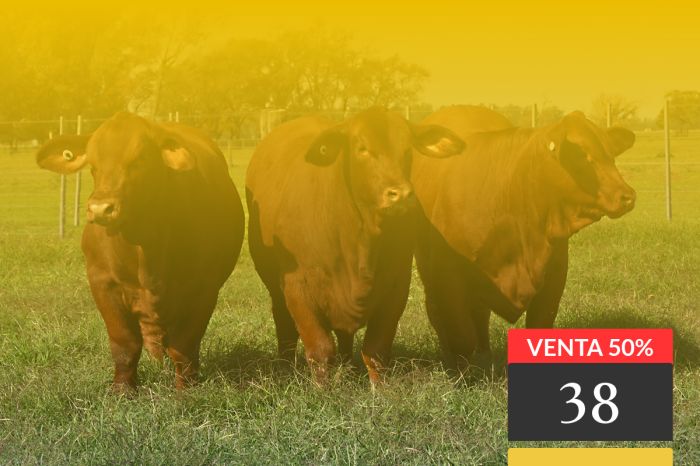 LOTE 38 - ELECCIÓN 50% PARICIÓN 2025
