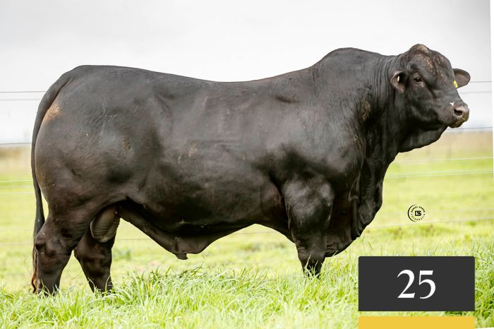 LOTE 25 - Tres Cruces Ita Pucu 1406