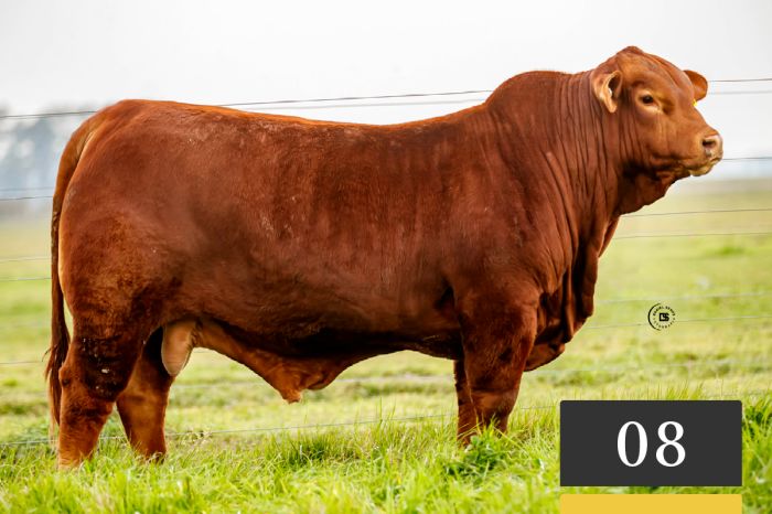 LOTE 8 - Tres Cruces Hemingway 1804 -FIV