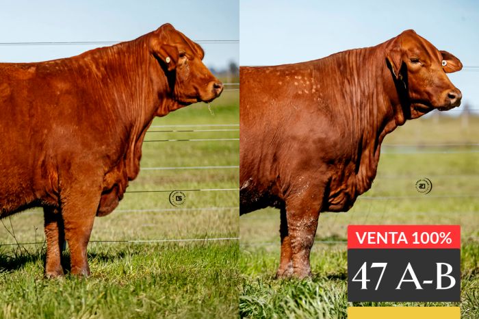 LOTE 47 - A Tres Cruces Viamonte 9335 -FIV - B Tres Cruces Profesor T93 -FIV