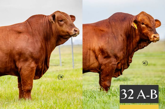 LOTE 32 - A Tres Cruces Cautivo 1394 -FIV - B Tres Cruces Cautivo 1396 -FIV