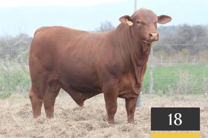 LOTE 18 - Casualinas Cambiazo 139 -FIV