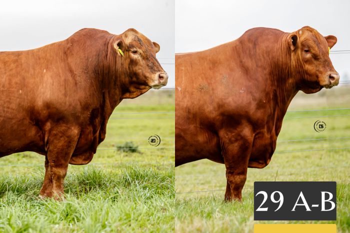 LOTE 29 - A Tres Cruces Galán 1470 - B Tres Cruces Galán 1456