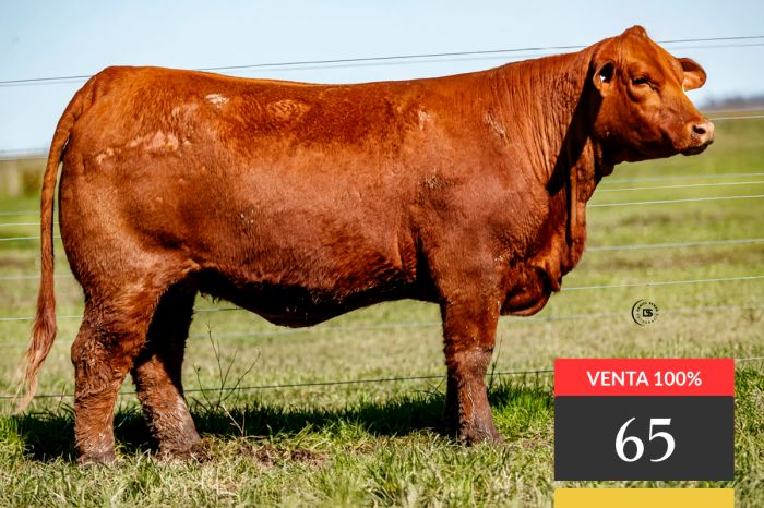 LOTE 65 - Tres Cruces Cautivo 9271