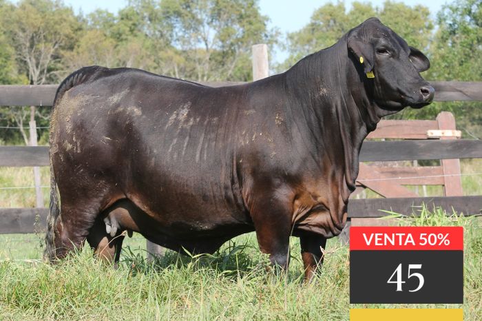 LOTE 45 - Montelindo Relevante 157 -FIV