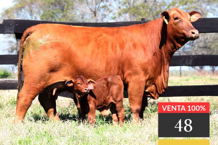LOTE 48 - Tres Cruces IS Cautivo 9249 -FIV