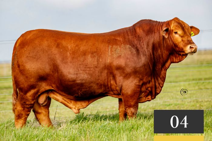 LOTE 4 - Tres Cruces Cautivo 1588 -FIV "COMANDANTE"