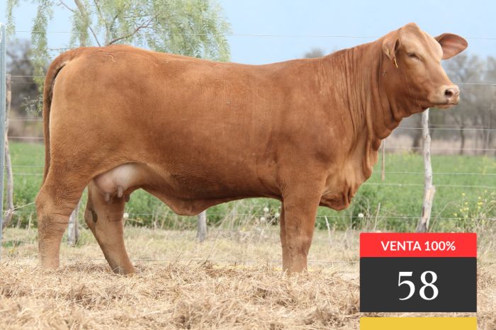 LOTE 58 - Tres Cruces LC Cautivo 28 -FIV
