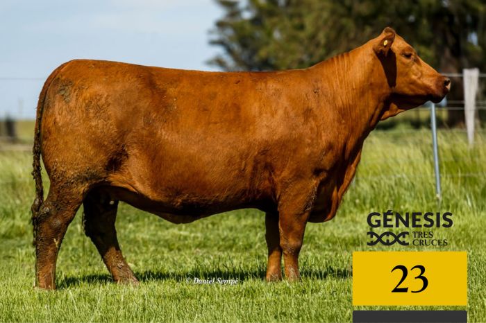 LOTE 23 - 7521 X AGUCHO