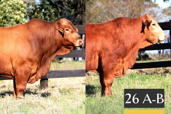 LOTE 26 - A Tres Cruces IS Acorazado 1534 -FIV / B Tres Cruces IS Acorazado 1536 -FIV