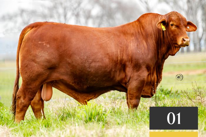 LOTE 1 - Tres Cruces Capitán Sarmiento 1720 -FIV "CÉLEBRE"