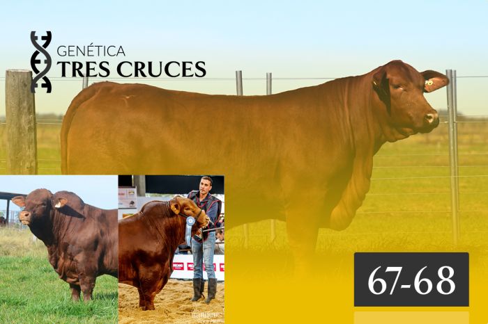 LOTE 67 SELENA X DRAGO | LOTE 68 SELENA X MAFIOSO | 5 embriones con garantía de 2 preñeces