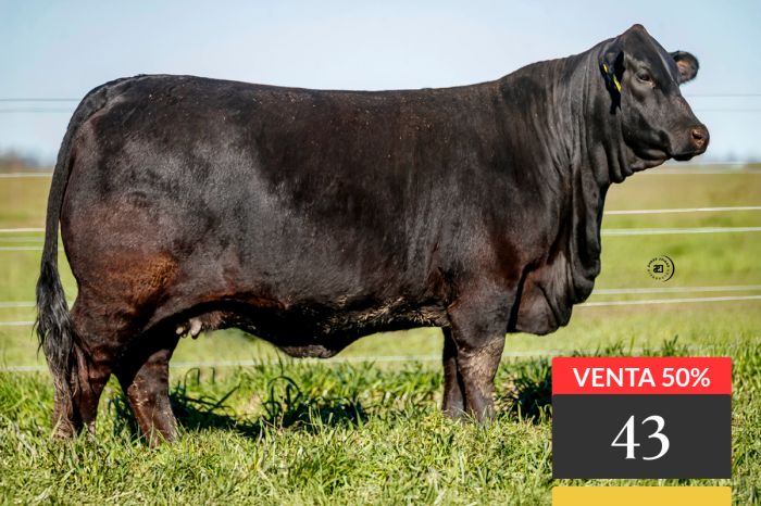 LOTE 43 - Tres Cruces Crossover 9095 -FIV