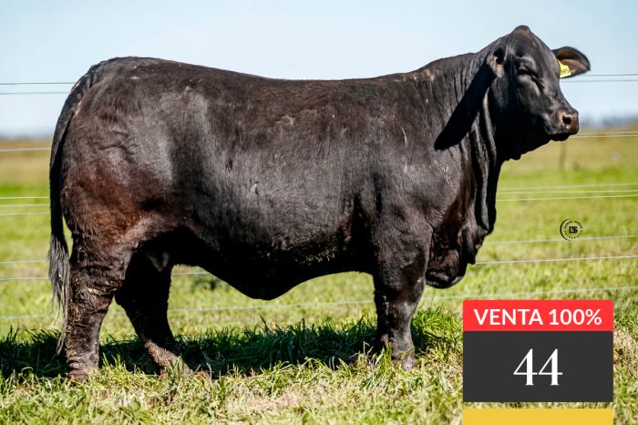 LOTE 44 - Tres Cruces Arasunú 9085 -FIV