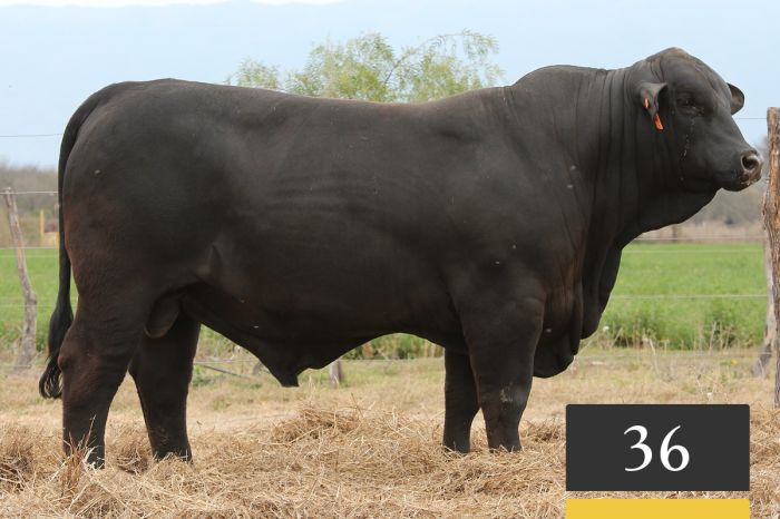 LOTE 36 - Casualinas Monarca F113