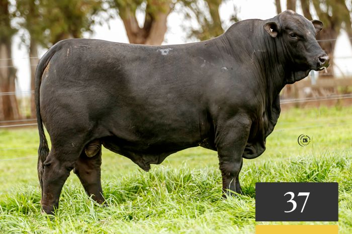 LOTE 37 - Tres Cruces Baraq 1542