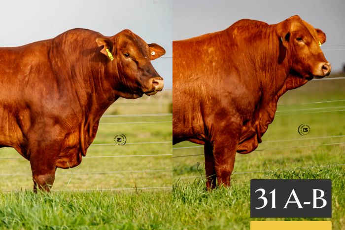 LOTE 31 - A Tres Cruces Cautivo 1420 - B Tres Cruces Cautivo 1432 -FIV